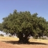 Argan - drvo života